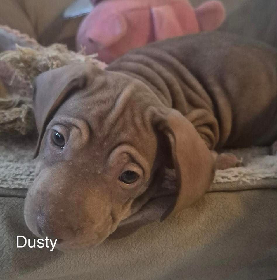 Dusty (puppy) Dusty (puppy)